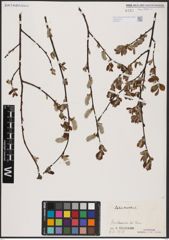 Foto von Salix aurita L.